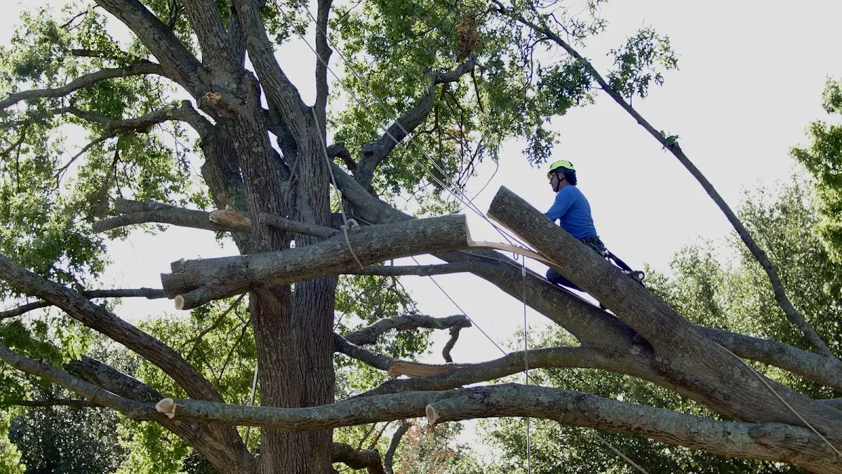 Professional Crown Thinning performed by certified arborists in Eidson